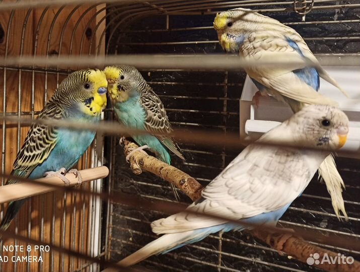 Волнистые попугаи