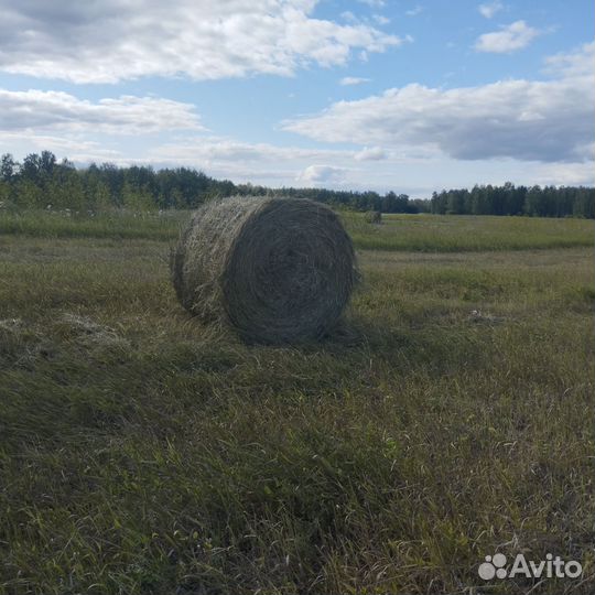 Продам сено в рулонах