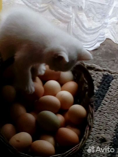 Яйцо домашнее с доставкой