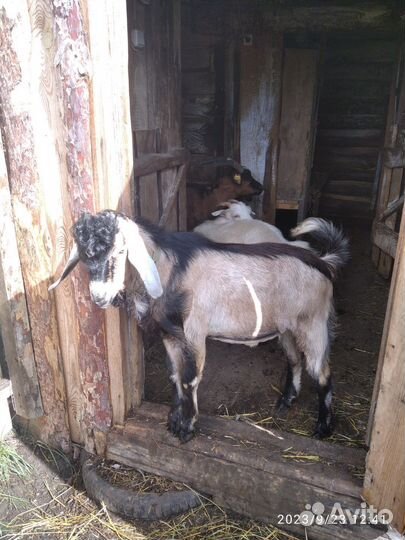 Покрытие коз