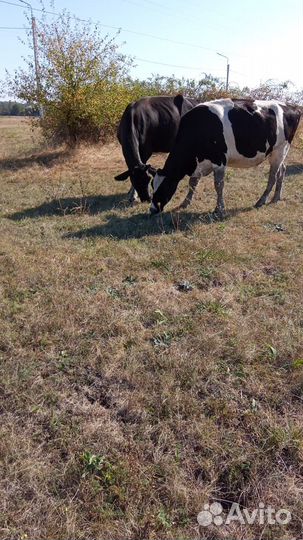 Коровы и телки стельные