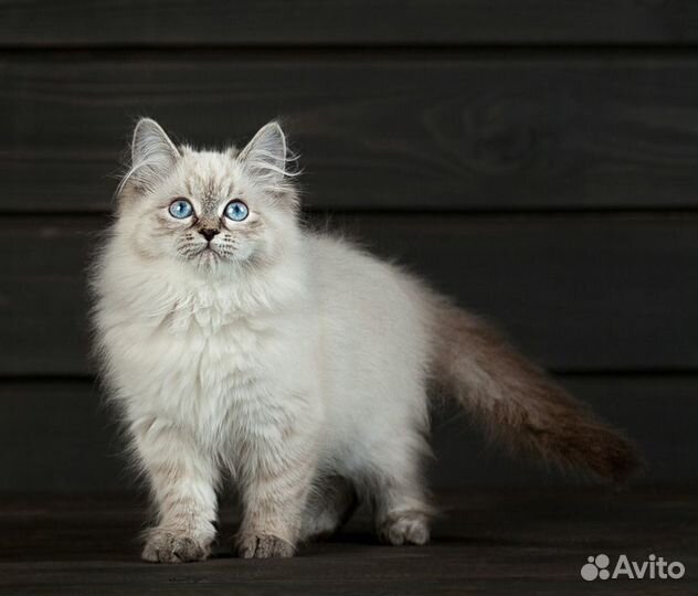 Мурчащий антистресс