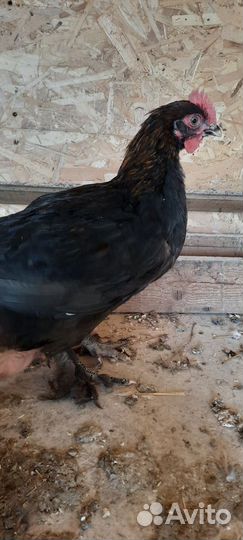 Молодые петухи