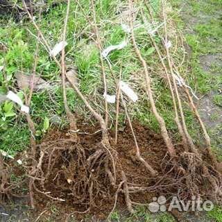 Малина саженцы