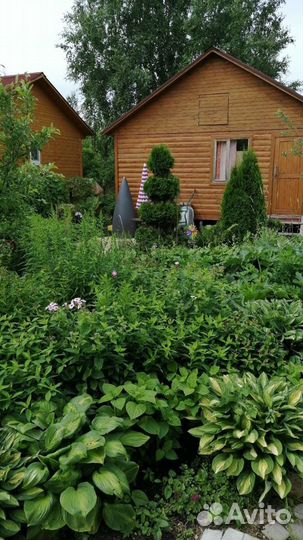 Хосты сортовые, многолетники