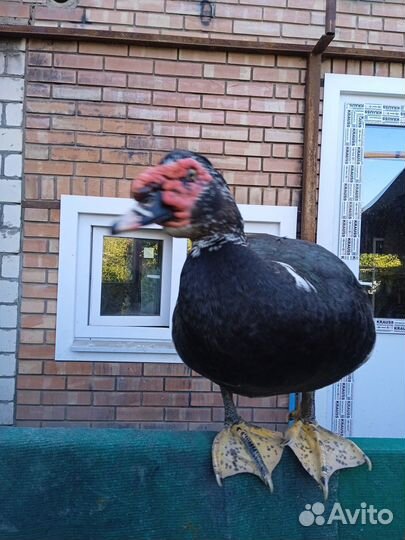 Продажа породистых мускусных уток