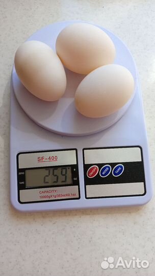 Инкубационные яйца индоуток и других домашних птиц