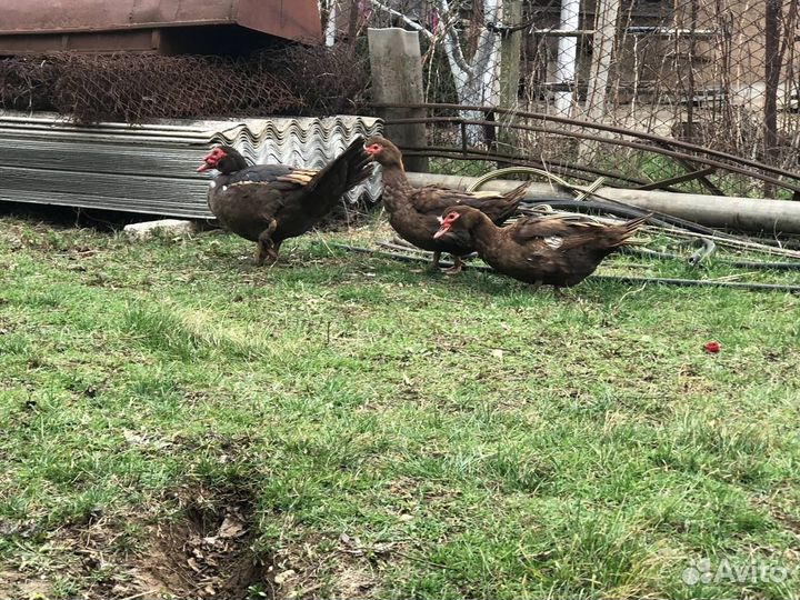 Мускусные утки 