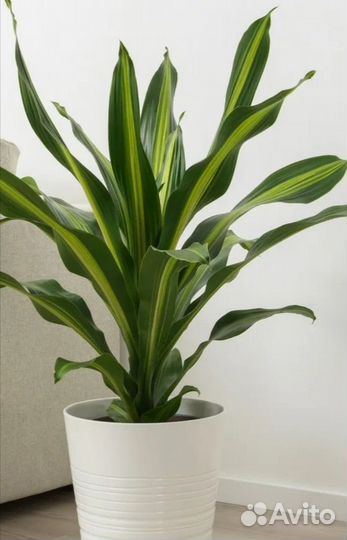 Драцена берли