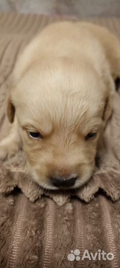 Щенки лабладора