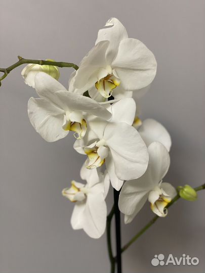 Орхидея фаленопсис редкая коллекционная