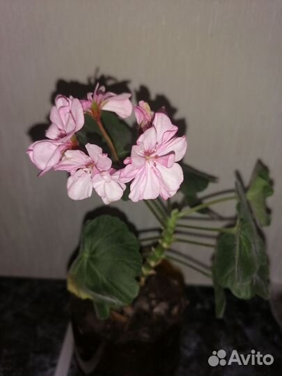 Пеларгония герань