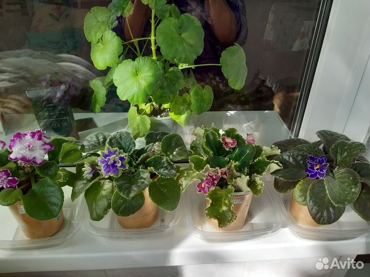 Сортовые фиалки цветущие