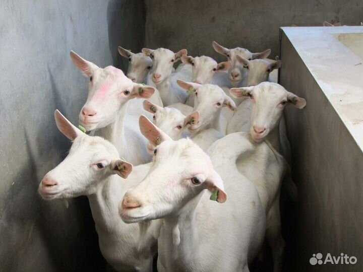 Козы молочные,молодые козлята