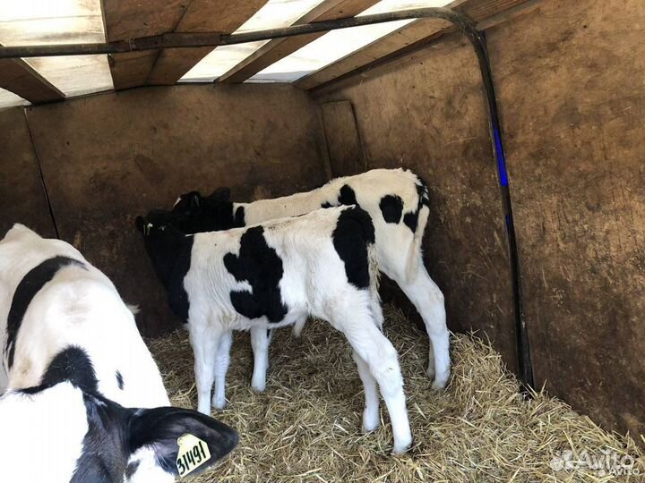 Бычки и телята на откорм, мясные