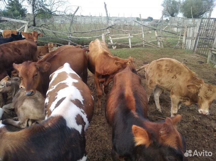 Бысеи и телки и коровы