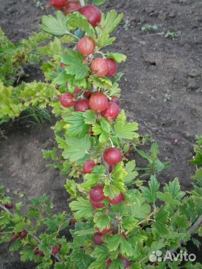 Крыжовник свежий