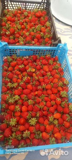 Клубника домашняя