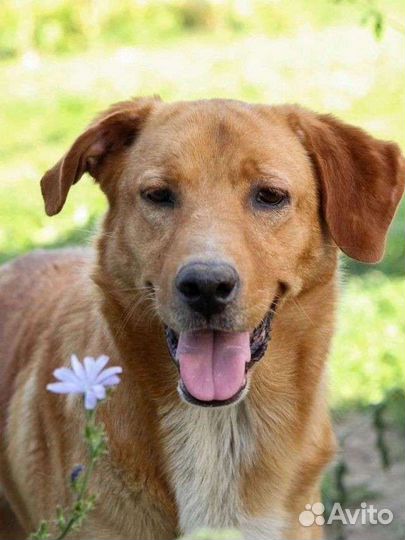 Рыжик Чак ищет дом в добрые руки