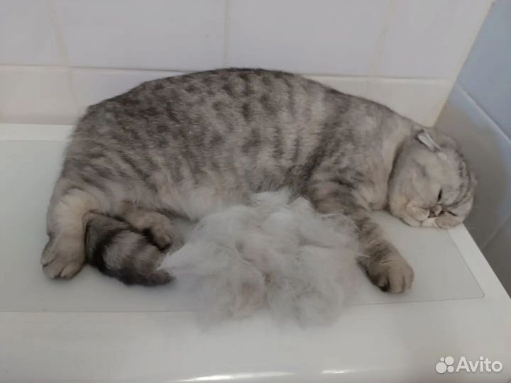 Грумер / Экспресс линька /комплекс, стрижка