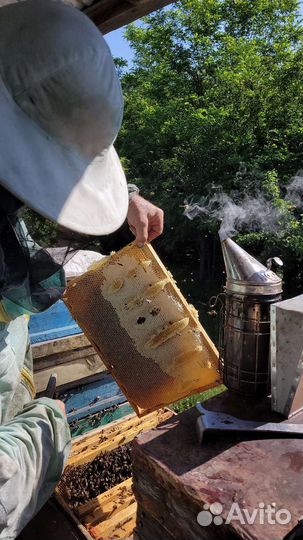 Прополис