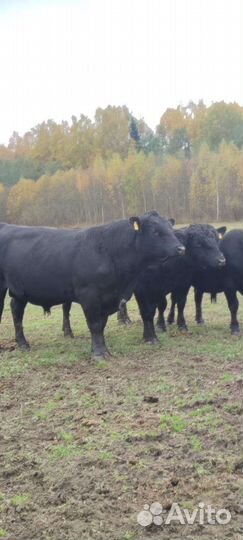 Быки на племя