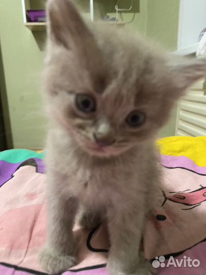 Котята(1 фотка мама)