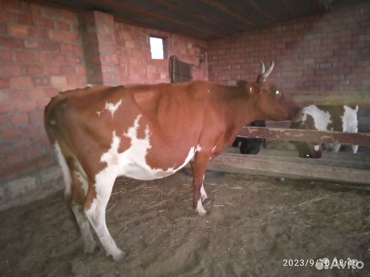 Корова дойная