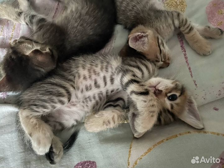 Котята в добрые руки бесплатно