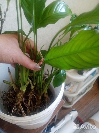 Спатифиллум