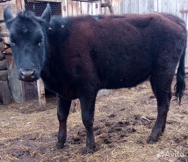 Тëлка 1 год 2 месяца