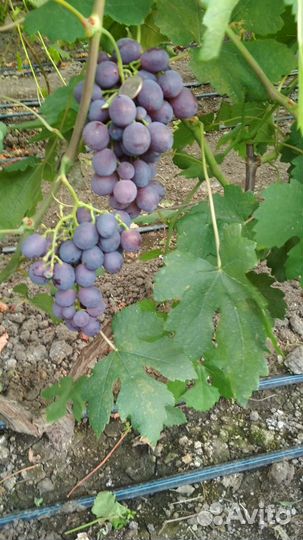 Саженцы винограда