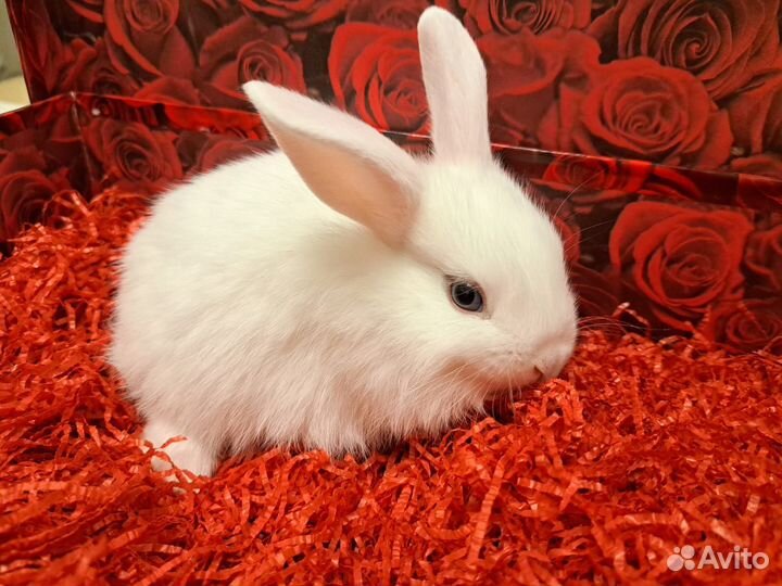 Декоративные кролики