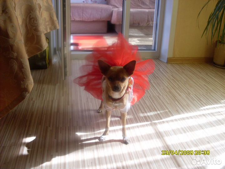 Тёплый наряд для собачки