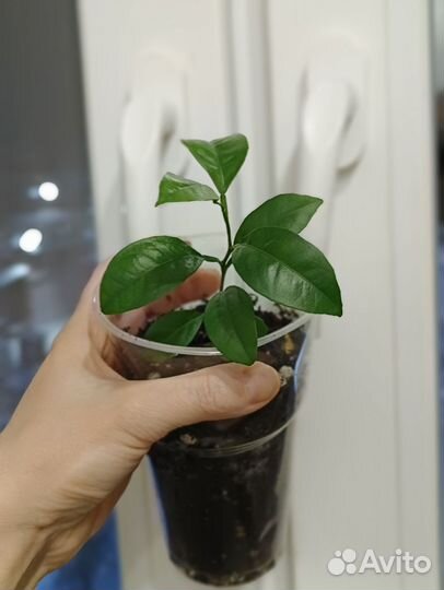 Лимонное дерево