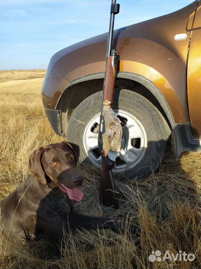 Курцхаар кобель вязка