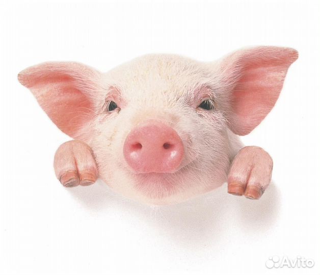 Свинья на мясо