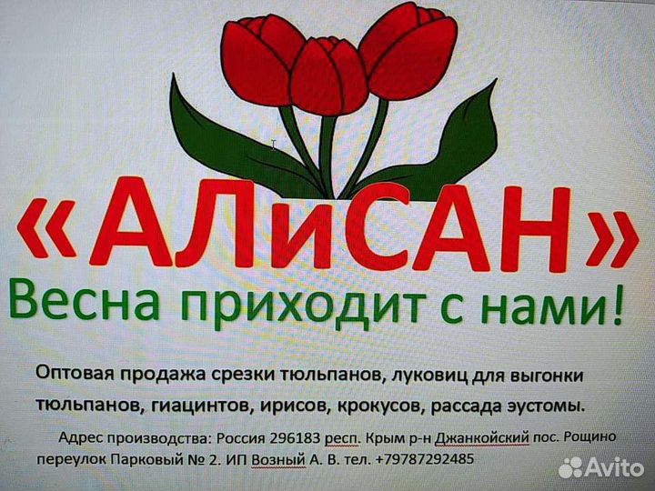Тюльпан от алисан