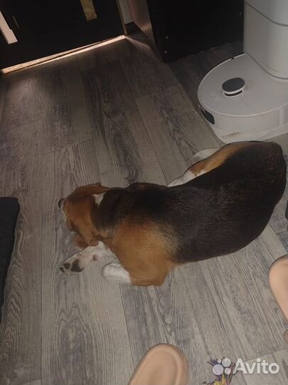 Бигляш 1,3мес