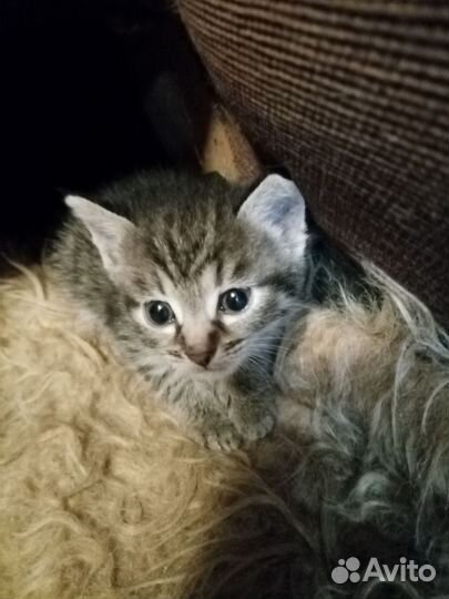 Котята в добрые руки, девочки, кушают все