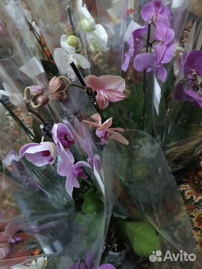 Орхидея фаленопсис