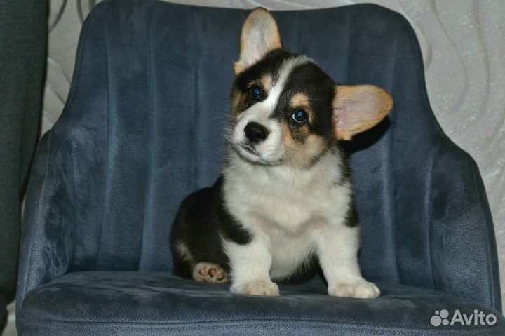 Корги детки