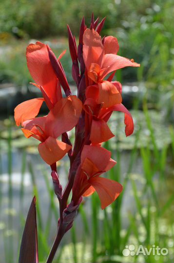 Клубни Канны