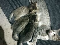 Кошка с 3 котятами
