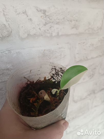 Монстера alba