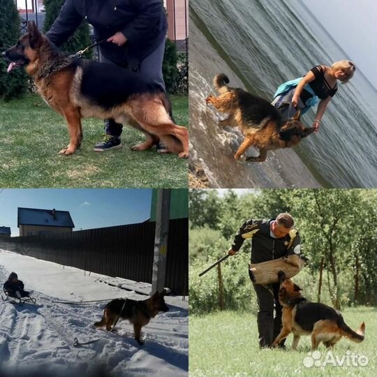 Щенки немецкой овчарки