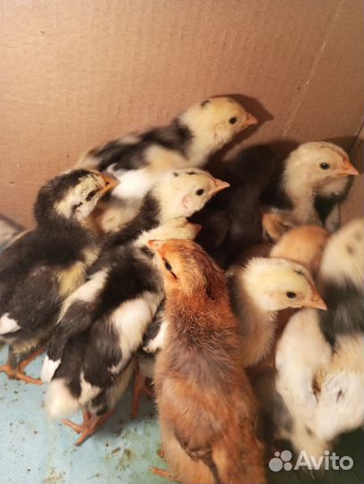 Цыплята, яйцо