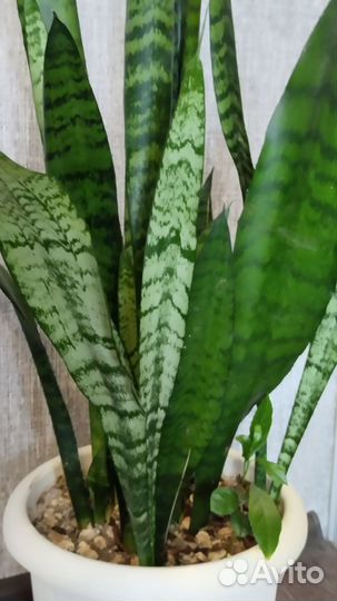Сансевиерия