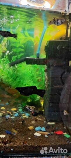 Аквариумные рыбы