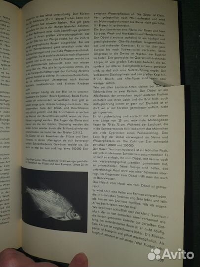 Urania Tierreich. Fische.Lurche.Kriechtiere